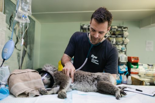 8 principais características de um veterinário de sucesso